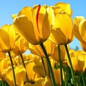 Meet your Posher, Rosemary